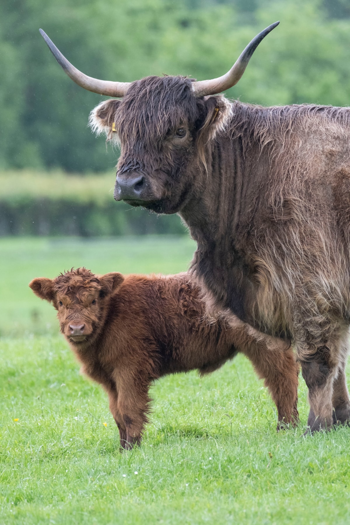 Highland calves Maisie and Ishbel at the National Museum of Rural Life. Photo © Chris James (5)