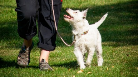 Dog on lead image