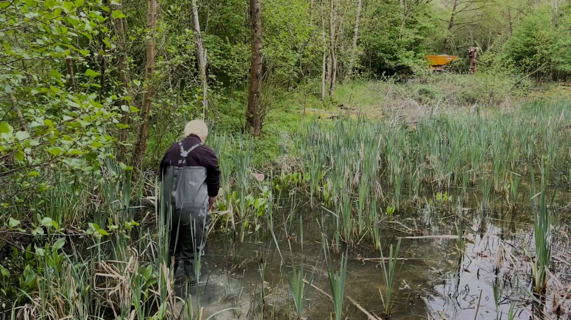 Clean water pond habitat for great crested newts