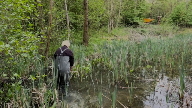 Clean water pond habitat for great crested newts: Clean water pond habitat for great crested newts
