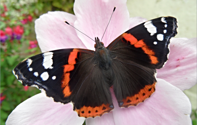 Red admiral by Andrew Cooper / Butterfly Conservation