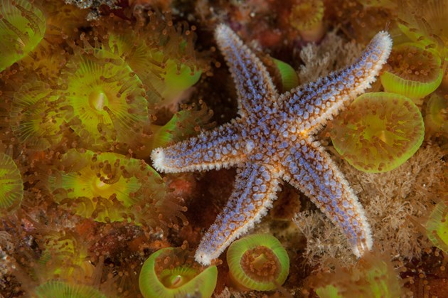 A common starfish on jewel anemones ©George Stoyle/SNH