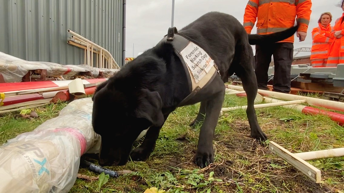 Sniffer dogs join fight against West Coast main line metal thieves: Ronnie detecting some marked metal-2