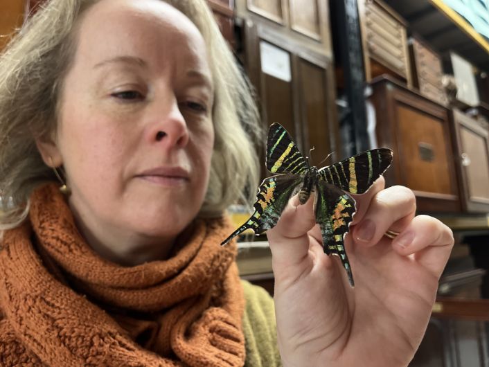 Butterflies at Leeds Discovery Centre: Clare Brown, Leeds Museums and Galleries' curator of natural sciences with a Sloane’s Urania, an extinct species of moth with iridescent red, blue and green markings, which was is believed to have been wiped out in the late 1890s due to habitat loss in its native Jamaica.