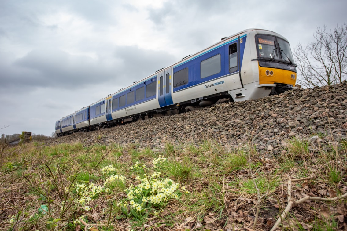 Denham Trees-5: A Chiltern Railways train runs past primroses near Denham, Bucks