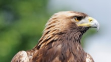 Golden eagle - Lorne Gill: Golden eagle - Lorne Gill