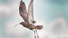 Curlew by Olivia Stubbington: A curlew taking flight from the ground. Image credit Olivia Stubbington.