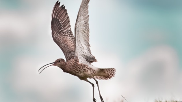 People urged to watch out for threatened waders: Curlew by Olivia Stubbington