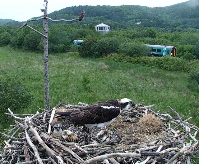 Network Rail helps Dyfi Ospreys project to welcome three new chicks: Montgomeryshire Wildlife Trust's Dyfi Osprey project supported by Network Rail