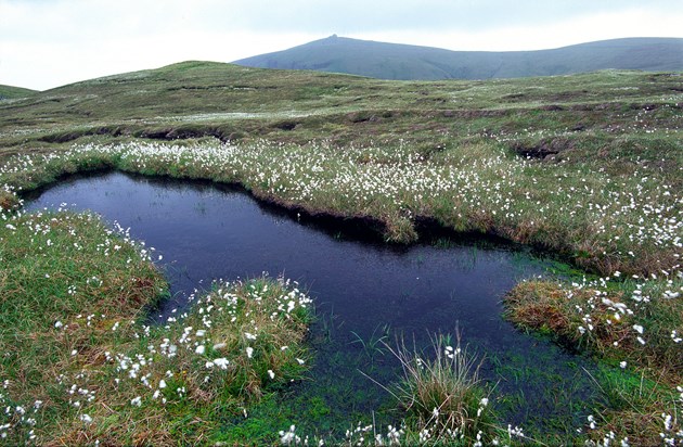 Hermaness National Nature Reserve, Unst, Shetland.Credit Lorne Gill-NatureScot