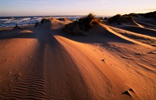 Evening light on the sand dunes at Forvie National Nature Reserve ©Lorne Gill SNH