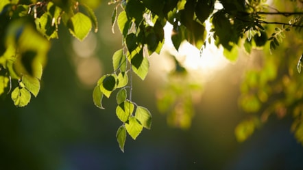 leaves picture