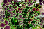 Trifolium repens Atropurpureum - Shutterstock: Trifolium repens Atropurpureum - Shutterstock