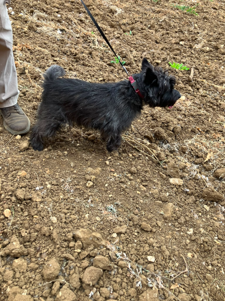 Cairn terrier 1
