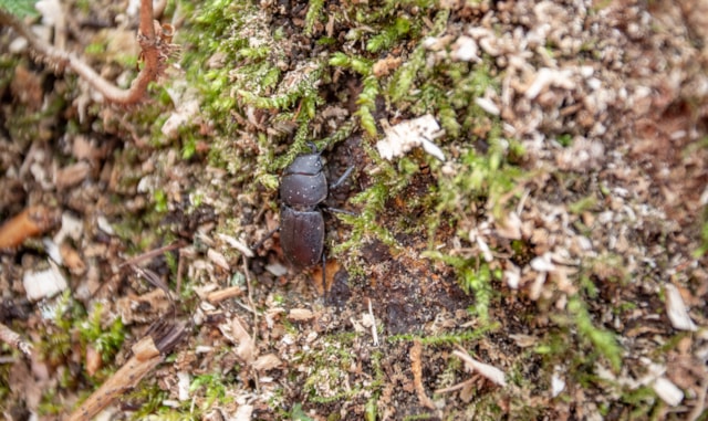 Denham Trees-2: False Stag Beetle in a tree stump, at Denham, Bucks