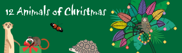 12 Animals of Christmas at Tropical World at Tropical World