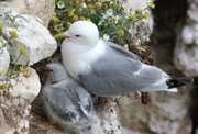 Flamborough pic - Kittiwake and chic