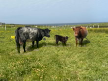 Cattle wearing virtual fence collars, Lewis (c) Murdanie: Cattle wearing virtual fence collars, Lewis (c) Murdanie