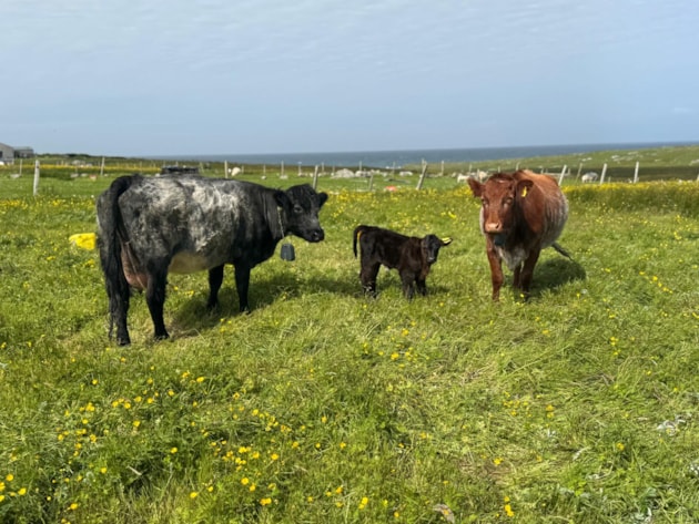 Cattle wearing virtual fence collars, Lewis (c) Murdanie