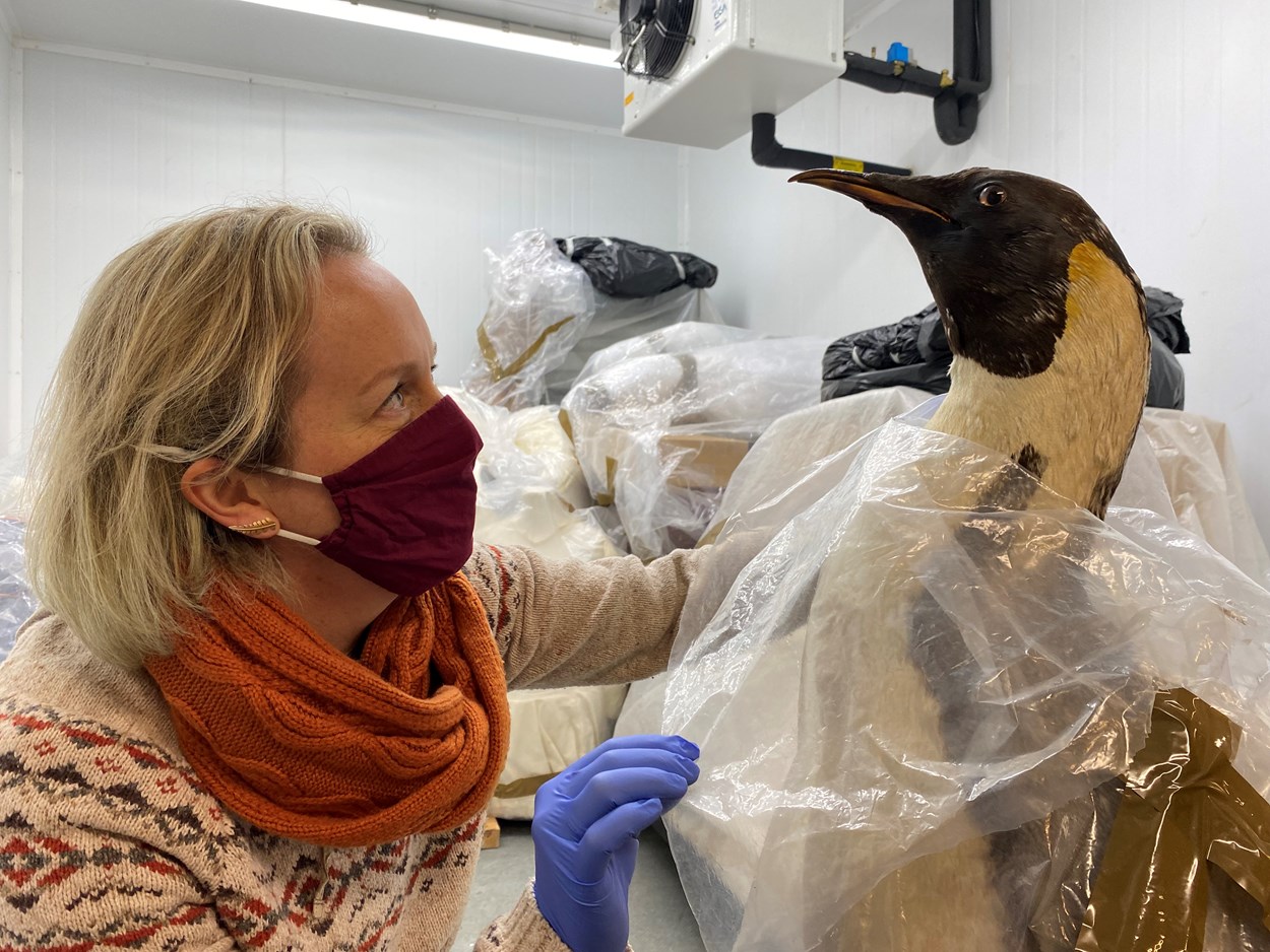 Penguin on ice: Clare Brown, Leeds Museums and Galleries' curator of natural sciences prepares to put the 100 year-old emperor penguin on ice at Leeds Discovery Centre.