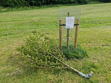 Vandalised tree at Grange Park