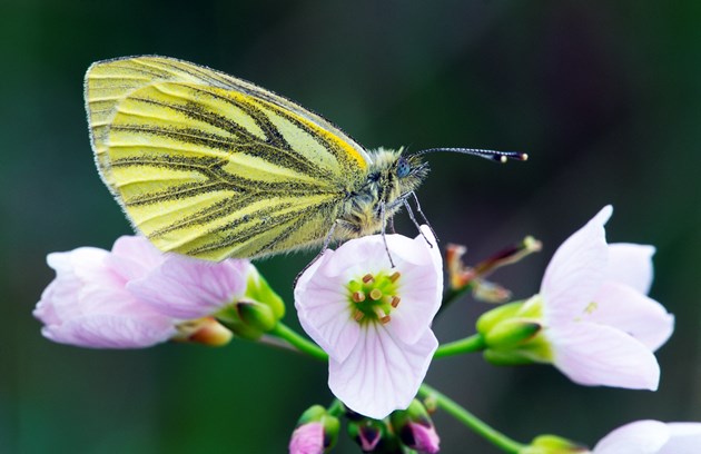 Nature Conference: Green-veined White (Peiris napi) butterfly resting on a cuckoo flower, Kinloch Woods, Isle of Rum National Nature Reserve. Copyright Laurie Campbell-SNH