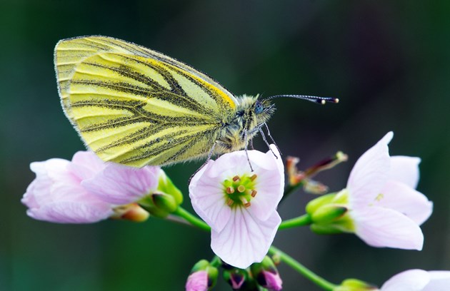 Green-veined White (Peiris napi) butterfly resting on a cuckoo flower, Kinloch Woods, Isle of Rum National Nature Reserve. Copyright Laurie Campbell-SNH