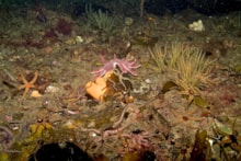 A diverse assemblage of flora and fauna on the surface of a flame shell bed in Loch Carron - credit Graham Saunders-NatureScot: A diverse assemblage of flora and fauna on the surface of a flame shell bed in Loch Carron - credit Graham Saunders-NatureScot