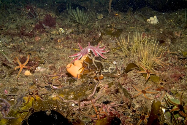 A diverse assemblage of flora and fauna on the surface of a flame shell bed in Loch Carron - credit Graham Saunders-NatureScot