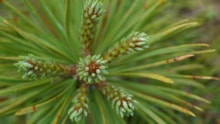 New growth on Scots Pine sapling, Beinn Eighe ©Laurie Campbell SNH: New growth on Scots Pine sapling, Beinn Eighe ©Laurie Campbell SNH