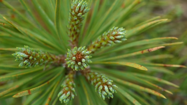 Scotland's tree gene units branch out: New growth on Scots Pine sapling, Beinn Eighe ©Laurie Campbell SNH