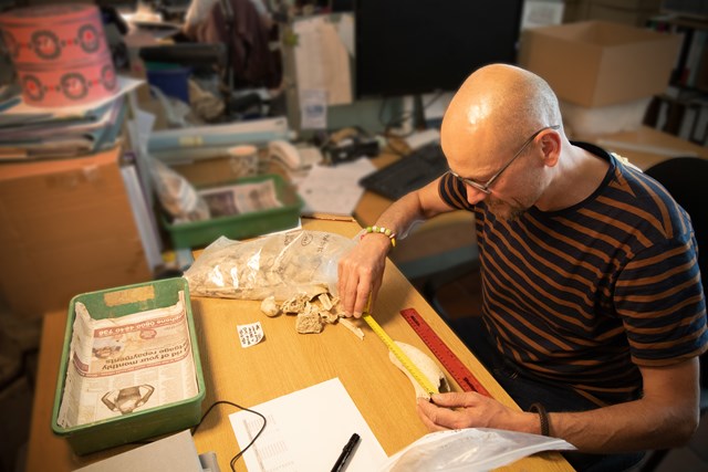 Specialist examining Mesolithic animal bone from Linmere pits © Albion Archaeology