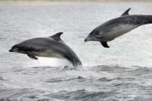 Dolphins (c) Lorne Gill/NatureScot