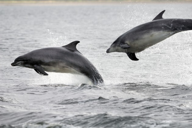 Dolphins (c) Lorne Gill/NatureScot
