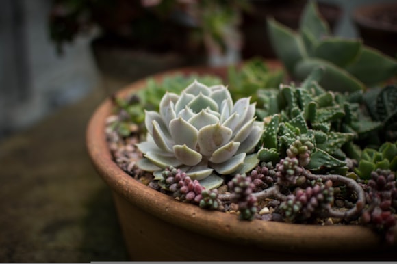 Succulents for a contemporary urban garden
