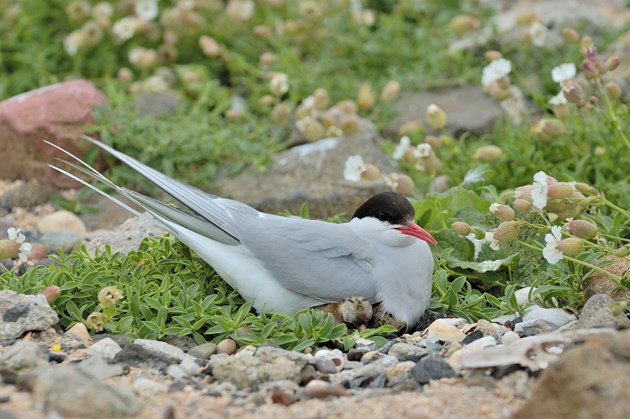 Mink project Arctic tern-2