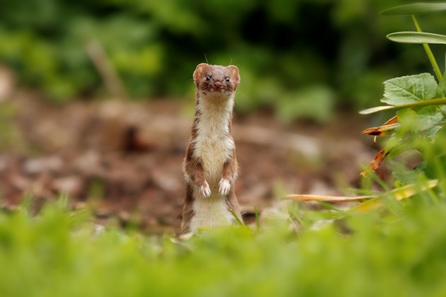NE Mammal Atlast - Weasel photo by Genevieve Leaper