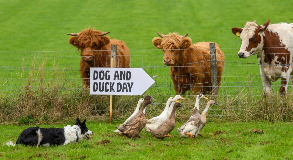 Dog&DuckDay9