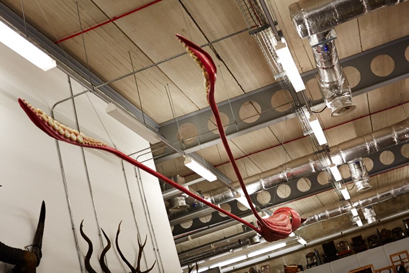 Leeds Museums and Galleries object of the week- Giant squid model: 002b.jpg