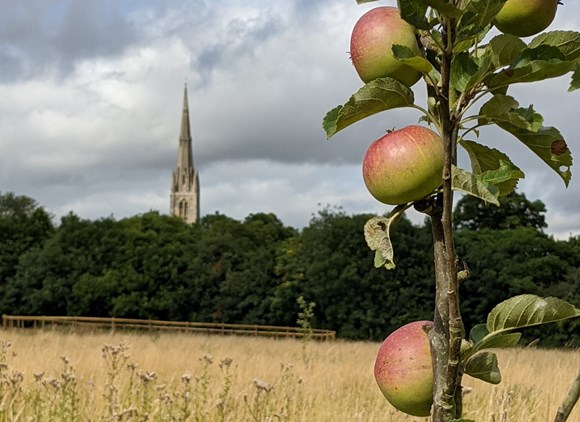Official Opening for Grantham’s Heroes Orchard: Apples fruiting in the Heroes Orchard2