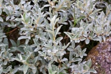 Downy Willow ©David Whitaker Highland Wildlife Photography