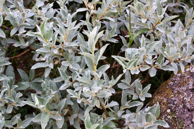 Downy Willow ©David Whitaker Highland Wildlife Photography