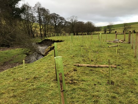 Tree planting at Hollins, Downham