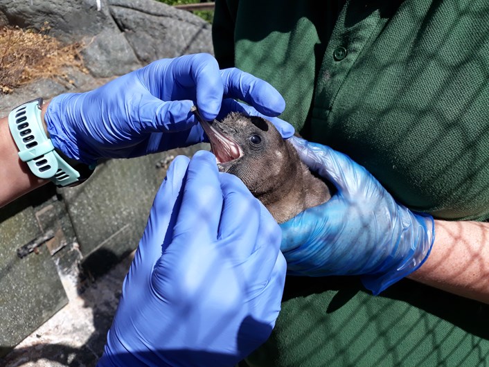 Lotherton penguin chicks: The penguin chicks at Lotherton when they were just a few weeks old getting checked over by experts after hatching during lockdown.