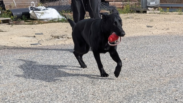 Police dog Cleo