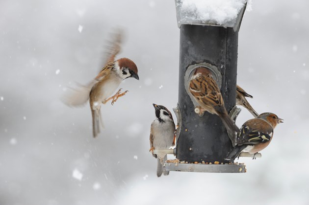 Garden birds feeding on garden feeders, Perthshire ©Lorne Gill/NatureScot
