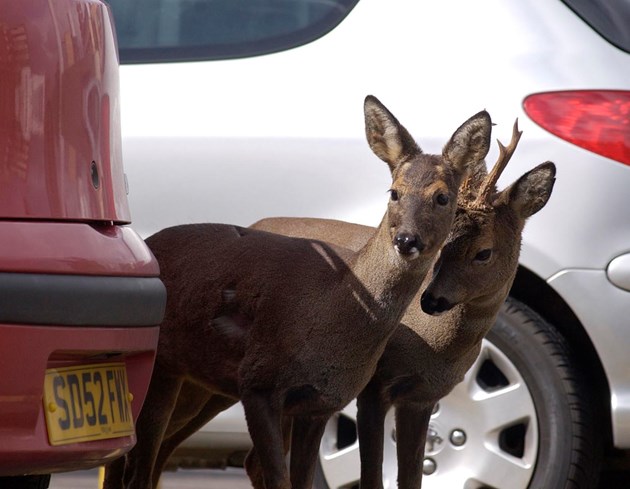 Deer in Glasgow car park: Deer in Glasgow car park. Copyright SNH/Kieran Dodds