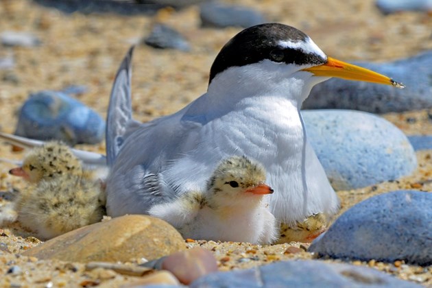Nature fund to tackle ‘most at risk and vulnerable’ species: Stage One application - Images - RSPB - little tern (A3110222)