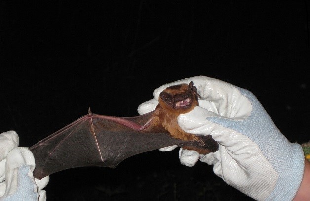 Bat recording project for East West Rail