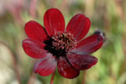 Chocolate Cosmos - Shutterstock: Chocolate Cosmos - Shutterstock